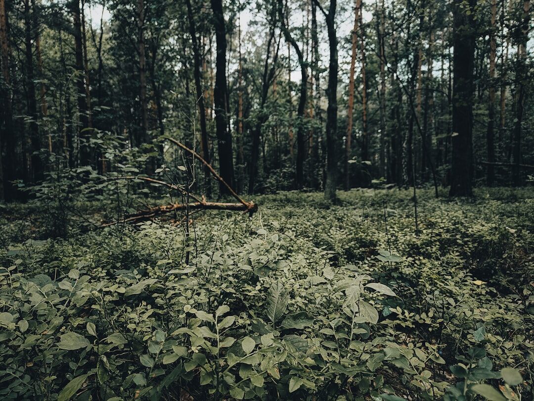 dark forest path