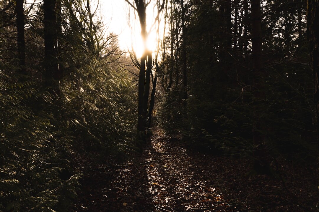 forest path at dusk
